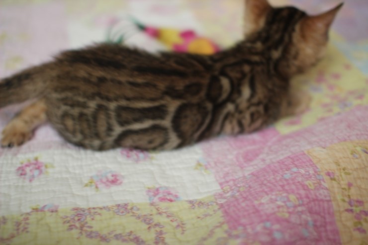 빅로젯 뱅갈고양이 남아1 많이 컸어요~ 관련 이미지 12