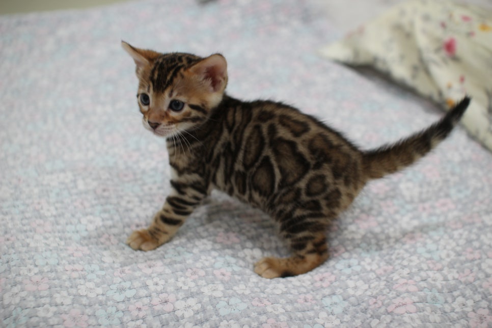 브라운 뱅갈고양이 여아1 분양해요~ 관련 이미지 8