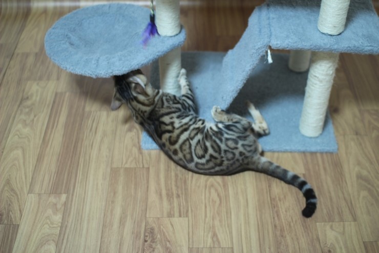 뱅갈고양이 장고 신났네요 ㅎㅎㅎ 관련 이미지 15