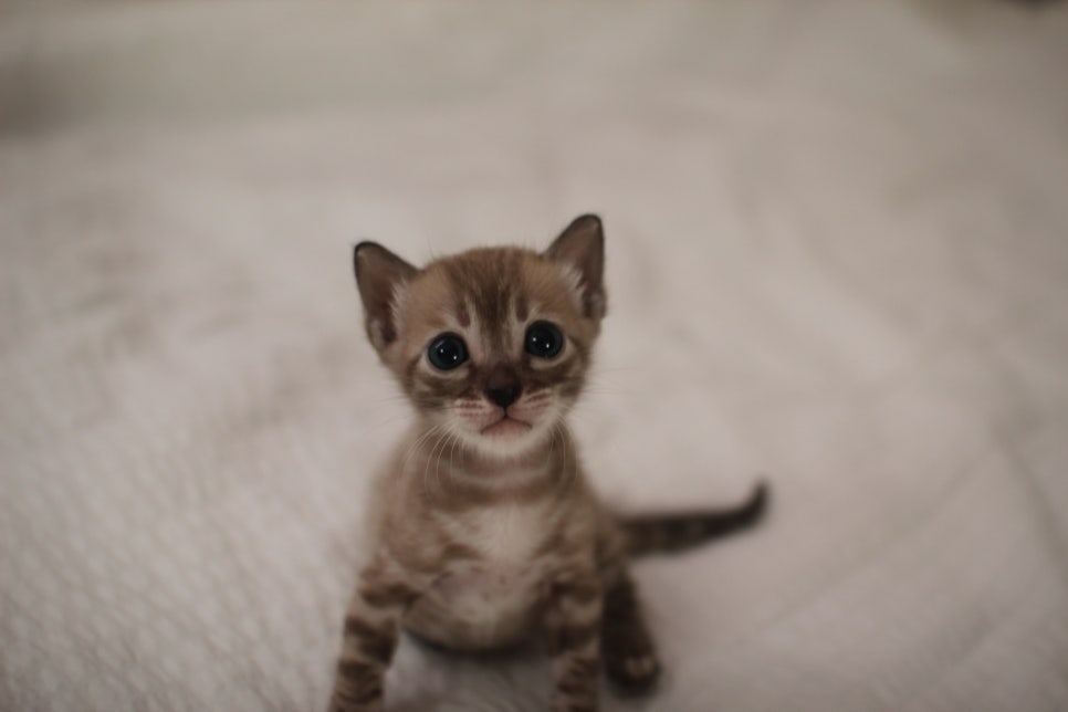 밍크차콜 뱅갈고양이 남아에요~ 관련 이미지 2