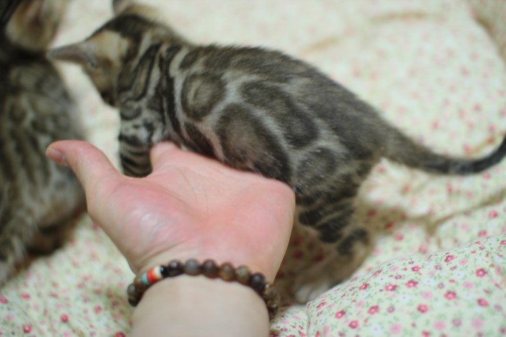 뱅갈고양이 예약된 여아예요~ 관련 이미지 3