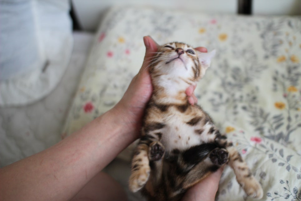 애교만점 개냥이 뱅갈고양이 남아 순둥군 분양해요~ 관련 이미지 14