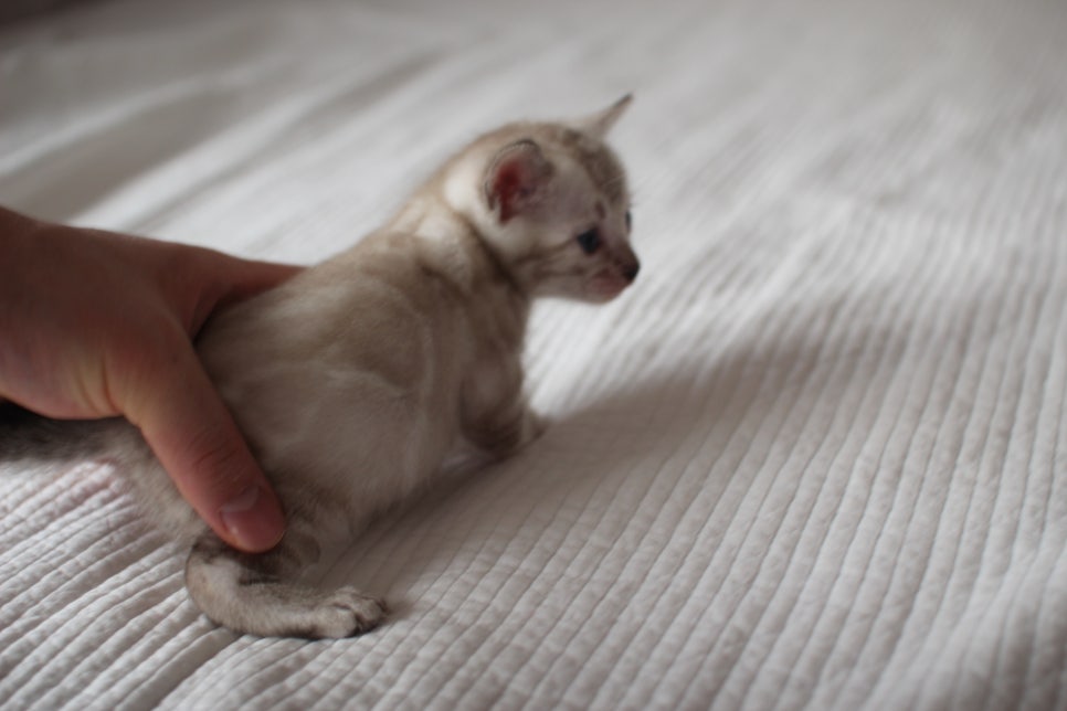 스노우뱅갈고양이 여아 예약분양 하고 있어요~ 관련 이미지 2