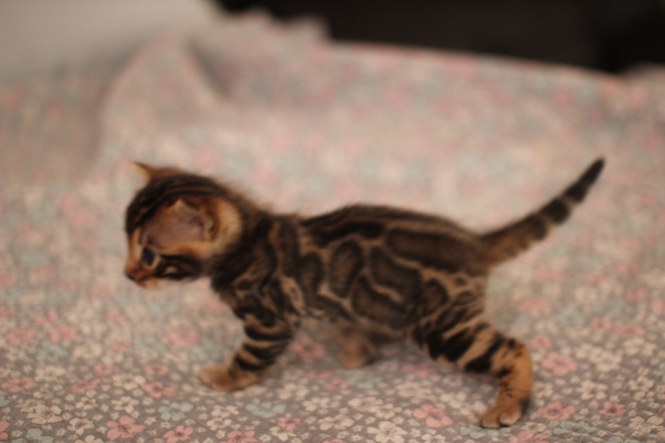 빅로젯 뱅갈남아 분양해요~ 관련 이미지 6