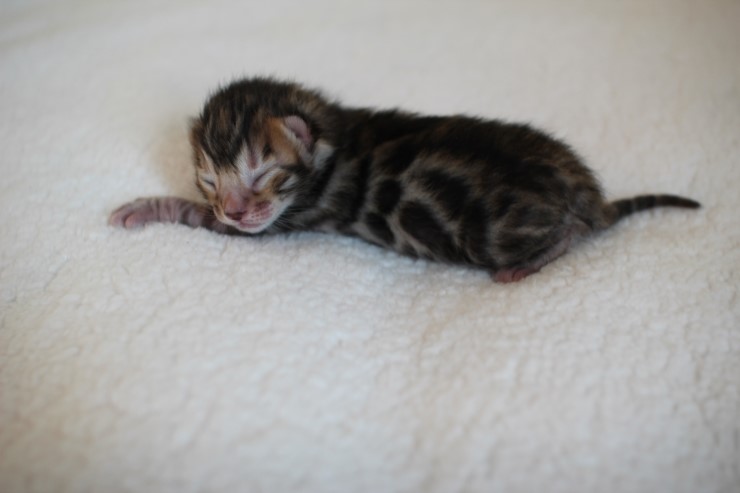 실버,브라운 뱅갈고양이 꼬물이들 사진 입니다 관련 이미지 15