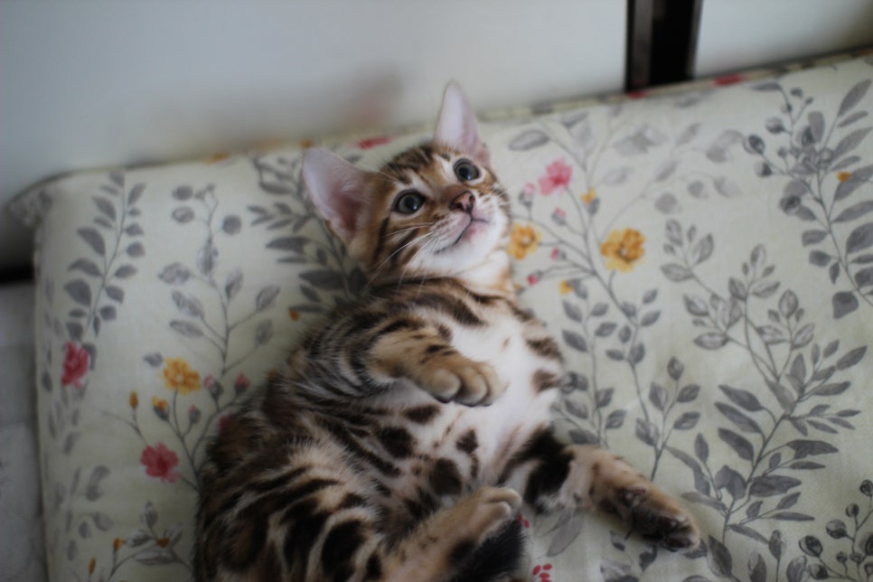 애교만점 개냥이 뱅갈고양이 남아 순둥군 분양해요~ 관련 이미지 11