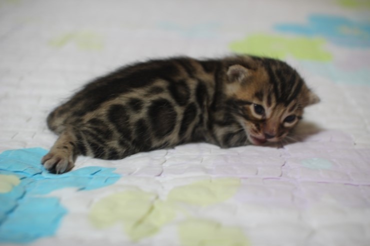 뱅갈고양이 빅로젯 남아 입니다~ 관련 이미지 6