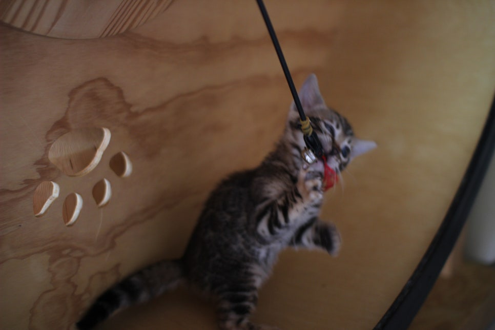 뱅갈고양이분양 무늬와 건강이 최고 관련 이미지 5