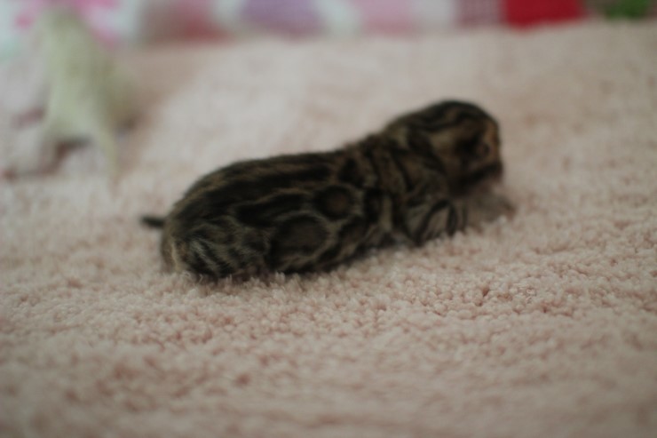 소유뱅갈고양이 캐터리 빅로젯 브라운 여아 꼬물이 관련 이미지 1