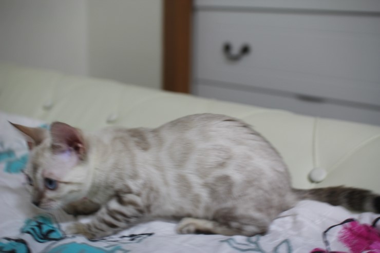 뱅갈고양이,뱅갈고양이 분양,초아가 신났어요~~~ 관련 이미지 4