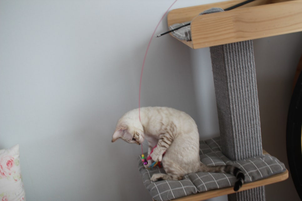 골골송 대마왕 스노우뱅갈고양이 여아 분양해요~ 관련 이미지 11