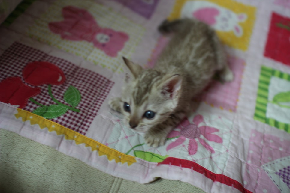 실밍크 뱅갈고양이 키퍼여아 입니다... 관련 이미지 6