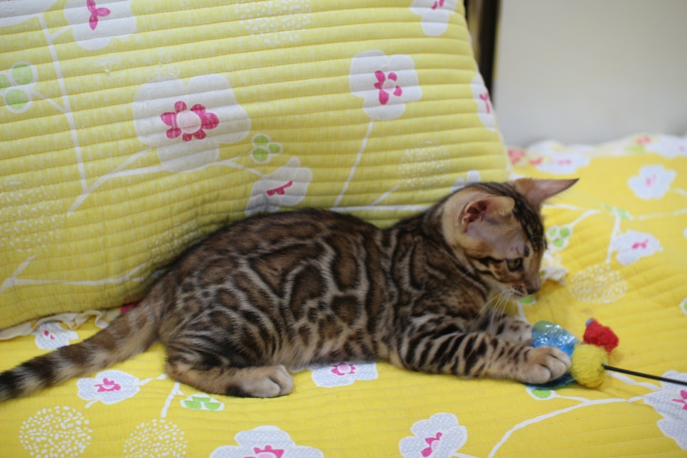 우량아 개냥이 브라운 뱅갈고양이 여아 분양해요~ 관련 이미지 3