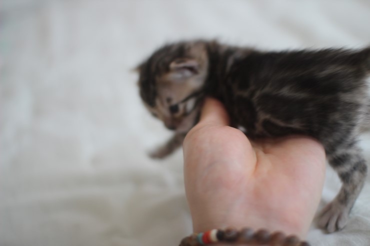 뱅갈고양이 남매 오늘 모습 입니다~ 관련 이미지 3