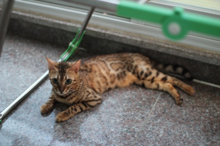 soyu lien,soyu diamond 관련 이미지 6