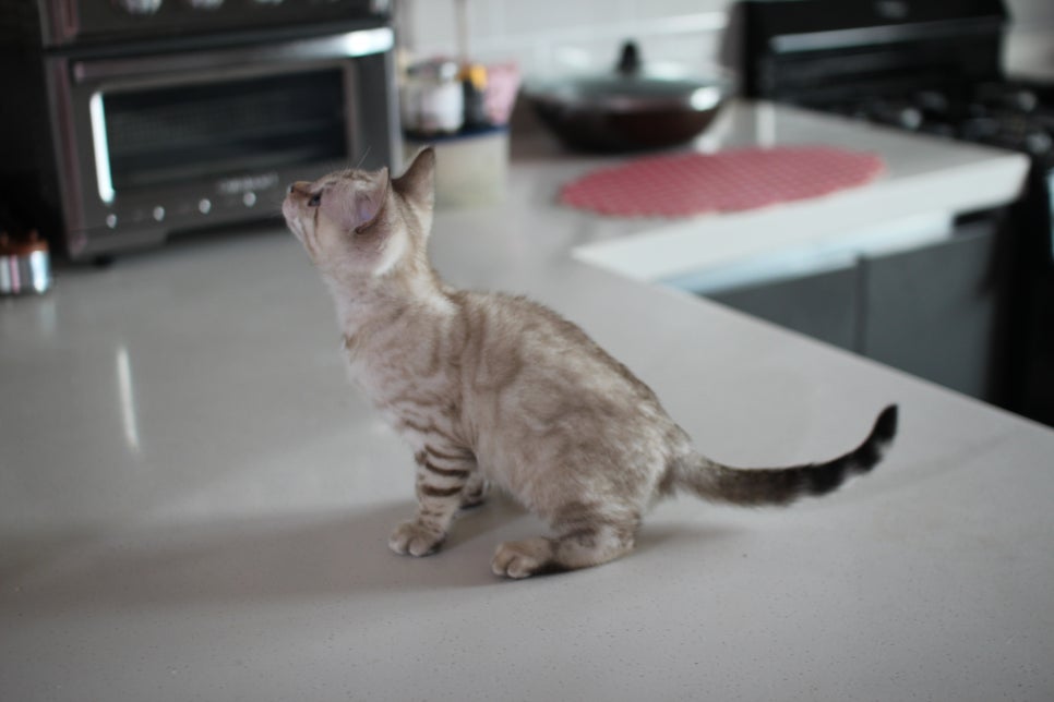진정한 개냥이 스노우뱅갈고양이 남아 분양해요~ 관련 이미지 9