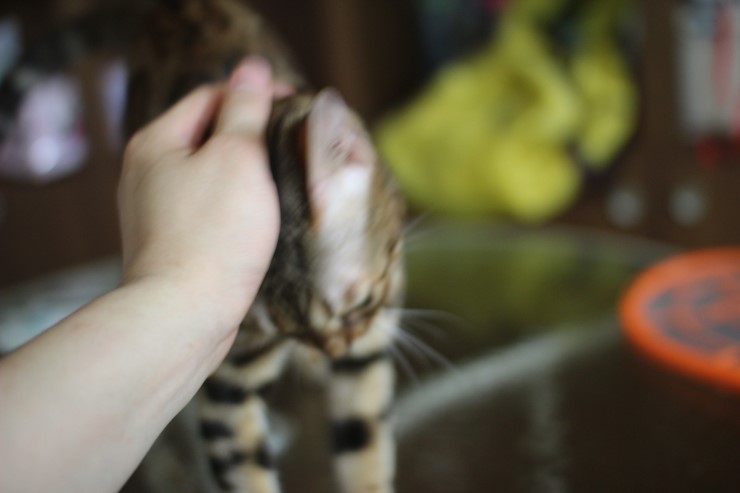 뱅갈고양이에 애교스러운 모습...이게 뱅갈고양이의 매력!!!!! 관련 이미지 3