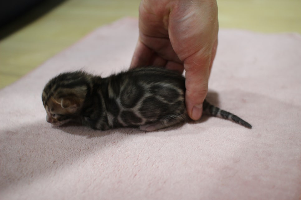 브라운 뱅갈고양이 꼬물이 남아 눈도 뜨고 하루가 다르게 더 이뻐지고 있습니다~ 관련 이미지 1