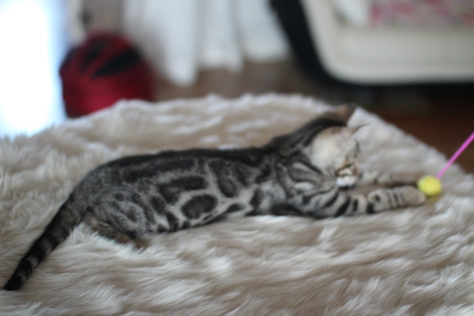 뱅갈고양이분양 멋진 빅로젯 아이들~ 관련 이미지 34