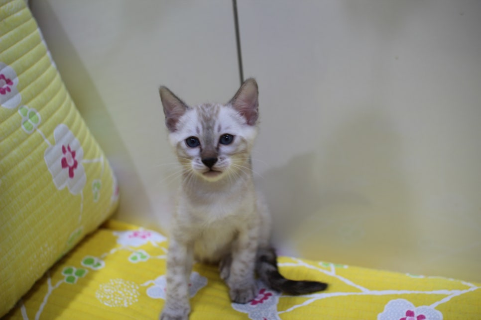 엄청난 순둥이 스노우뱅갈고양이 남아 분양해요~ 관련 이미지 1