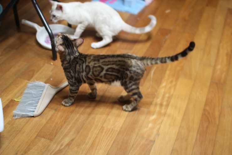 뱅갈고양이 태양이 분양 합니다~ 관련 이미지 7