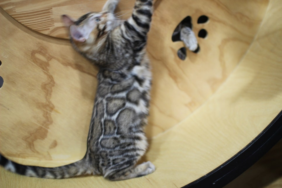 뱅갈고양이 분양 멋진 큰 무늬 아이 관련 이미지 4