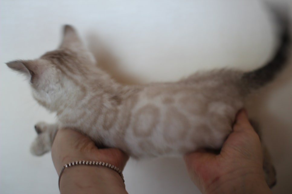 스노우 뱅갈고양이 남아에요~ 관련 이미지 14