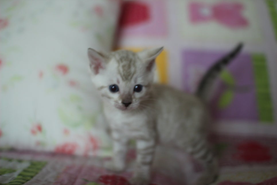 앙증,깜찍 스노우 뱅갈고양이 꼬맹이들~~ 관련 이미지 9