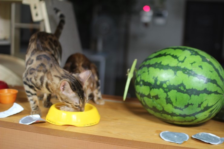 뱅갈고양이 아이들 일상... 관련 이미지 4