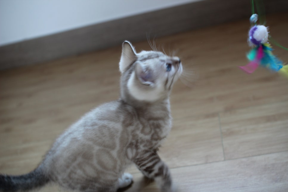 스노우뱅갈고양이 꼬맹이 신났네 신났어 관련 이미지 22