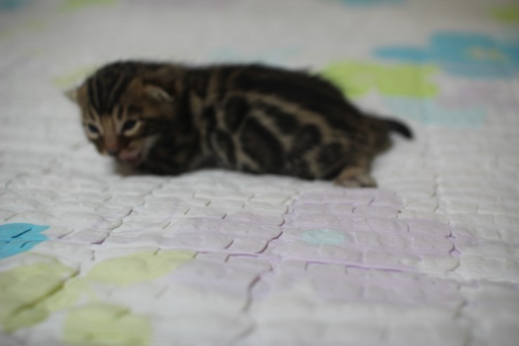 뱅갈고양이 빅로젯 남아 입니다~ 관련 이미지 1