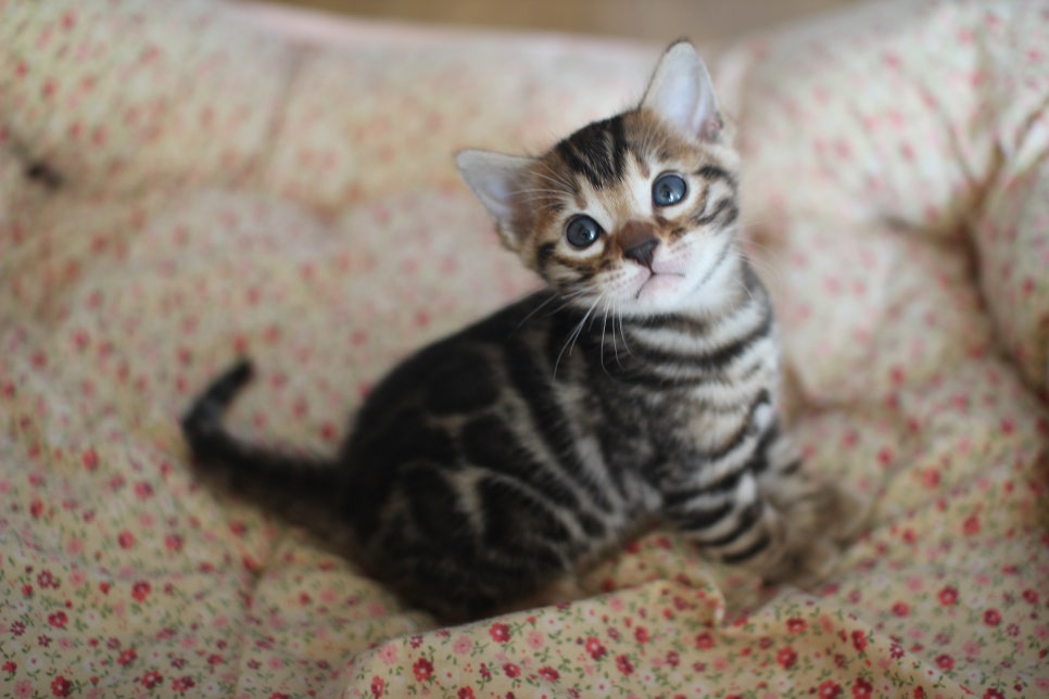 어메이징 브라운 뱅갈고양이 남아2~ 관련 이미지 2