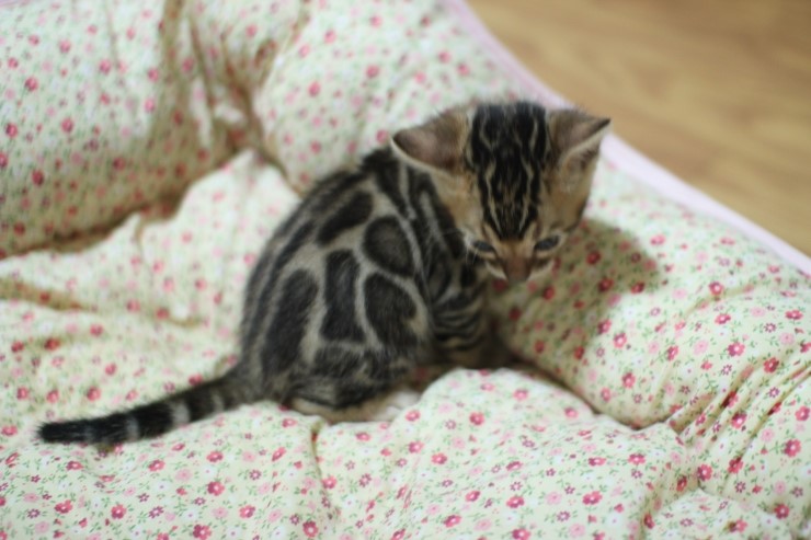 뱅갈고양이 분양 꼬맹이 자매예요~ 관련 이미지 11