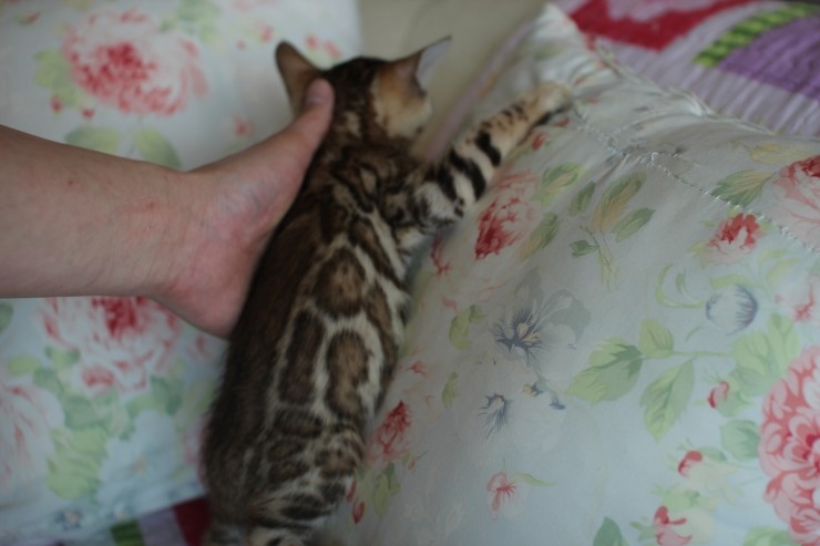 왕눈이 브라운 뱅갈고양이 키퍼여아 입니다~~ 관련 이미지 3
