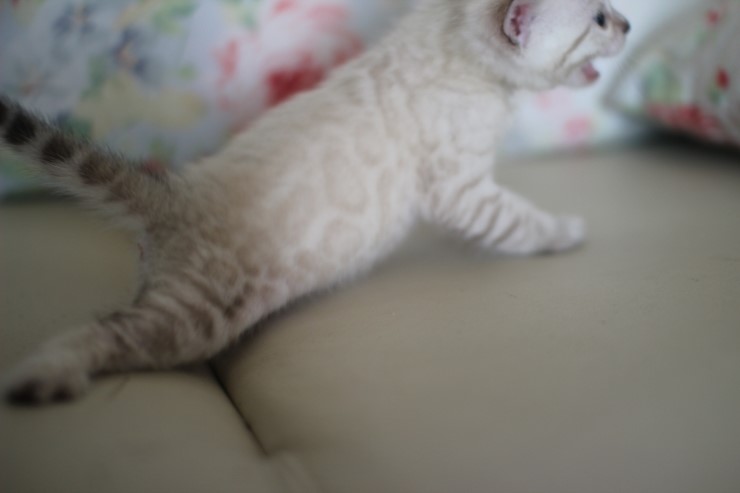 스노우 뱅갈고양이 흰둥이 예약 분양 합니다~ 관련 이미지 11