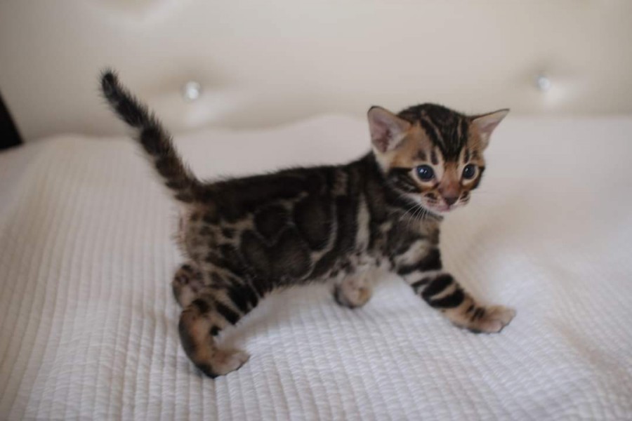 분양중인 뱅갈고양이 장군이 성장 모습~ 관련 이미지 2