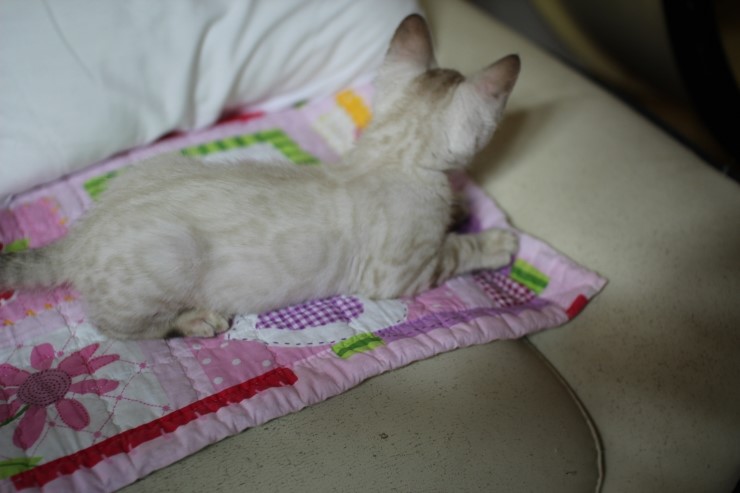 스노우 링스 뱅갈고양이 키퍼여아와 레모나예요~ 관련 이미지 3