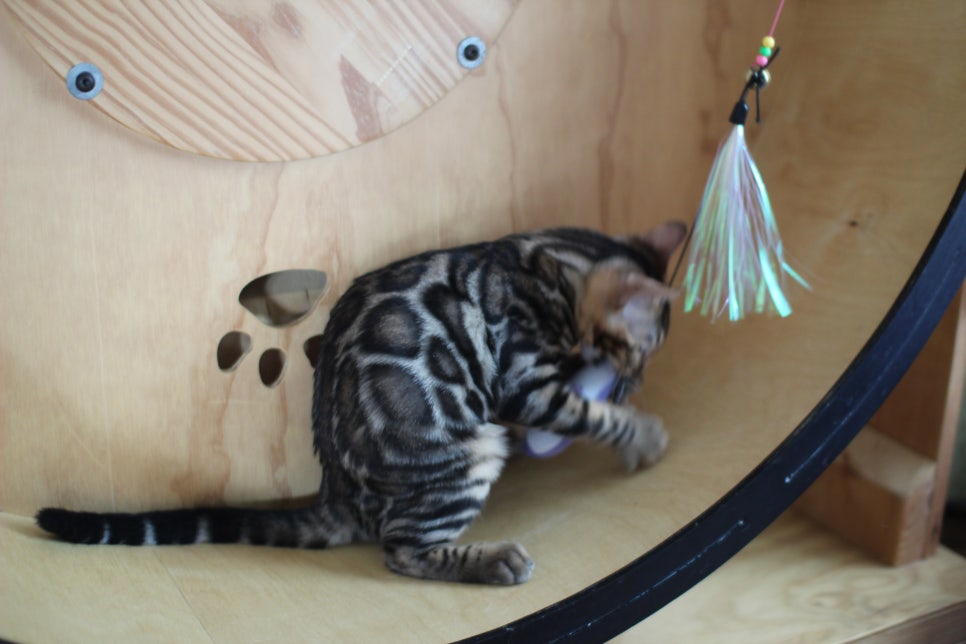 개냥이 건강냥이 뱅갈고양이 남아1 분양해요~ 관련 이미지 11