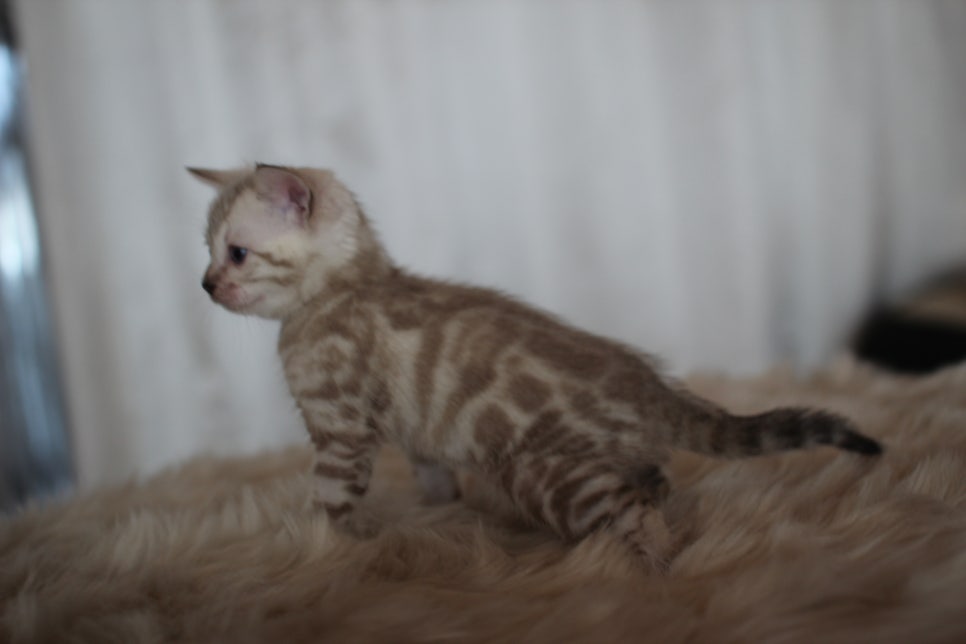 뱅갈고양이분양 멋진 빅로젯 아이들~ 관련 이미지 21