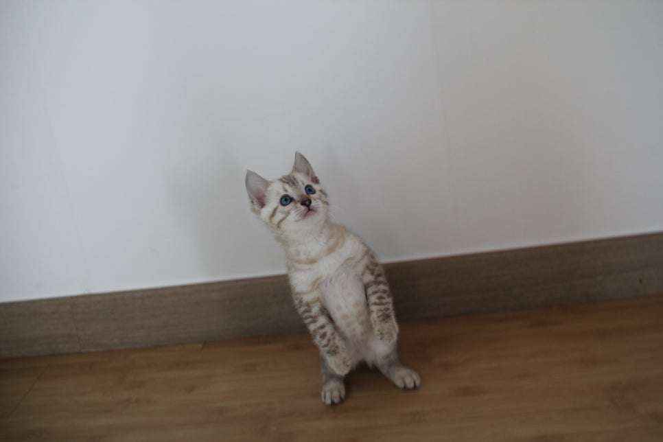 스노우뱅갈고양이 꼬맹이 신났네 신났어 관련 이미지 1