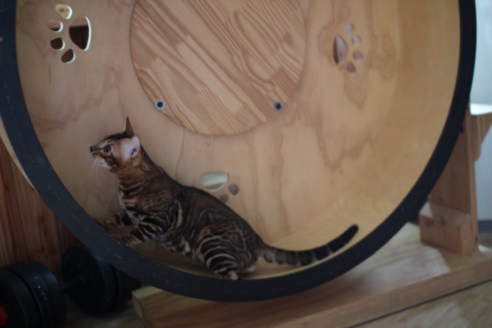 뱅갈고양이 남아 원탑군 완벽 적응후 한컷~ 관련 이미지 4