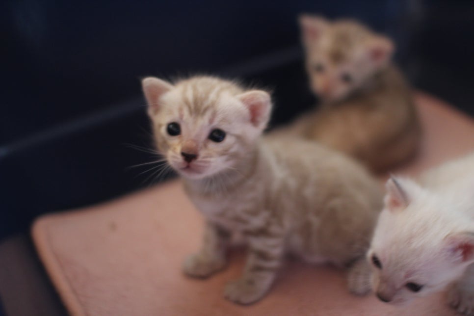 실밍크뱅갈고양이 꼬맹이들 등장이요~ 관련 이미지 7