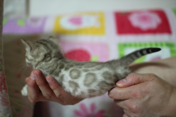 뱅갈고양이 분양 진정한 개냥이란? 관련 이미지 32