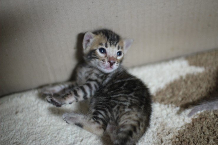 실링스 뱅갈고양이 꼬물이 여아예요~ 관련 이미지 4