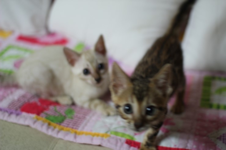 스노우 링스 뱅갈고양이 키퍼여아와 레모나예요~ 관련 이미지 5