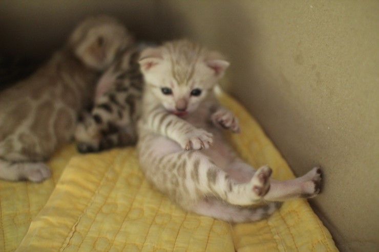 스노우 뱅갈고양이 밍크 키퍼 여아~ 관련 이미지 1
