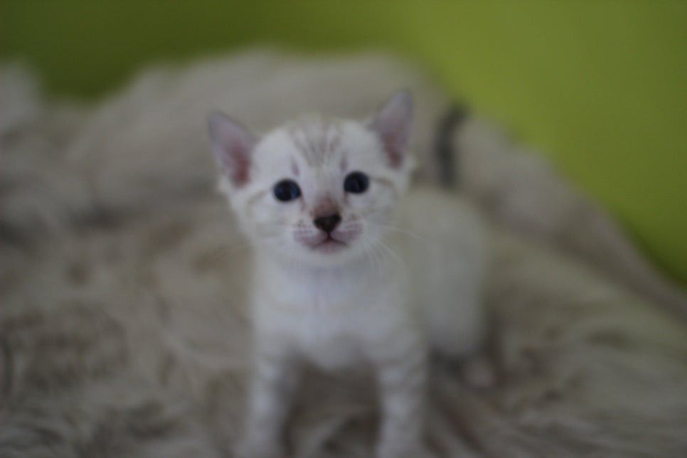 뱅갈고양이 분양 부티가 흘러요 흘러~ 관련 이미지 17