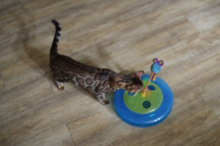 뱅갈고양이,뱅갈고양이 분양,오늘의 주인공은 링컨이 ㅎㅎㅎ.. 관련 이미지 5