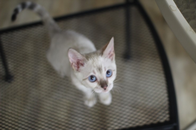 뱅갈고양이 아이들 일상~~~ 관련 이미지 2