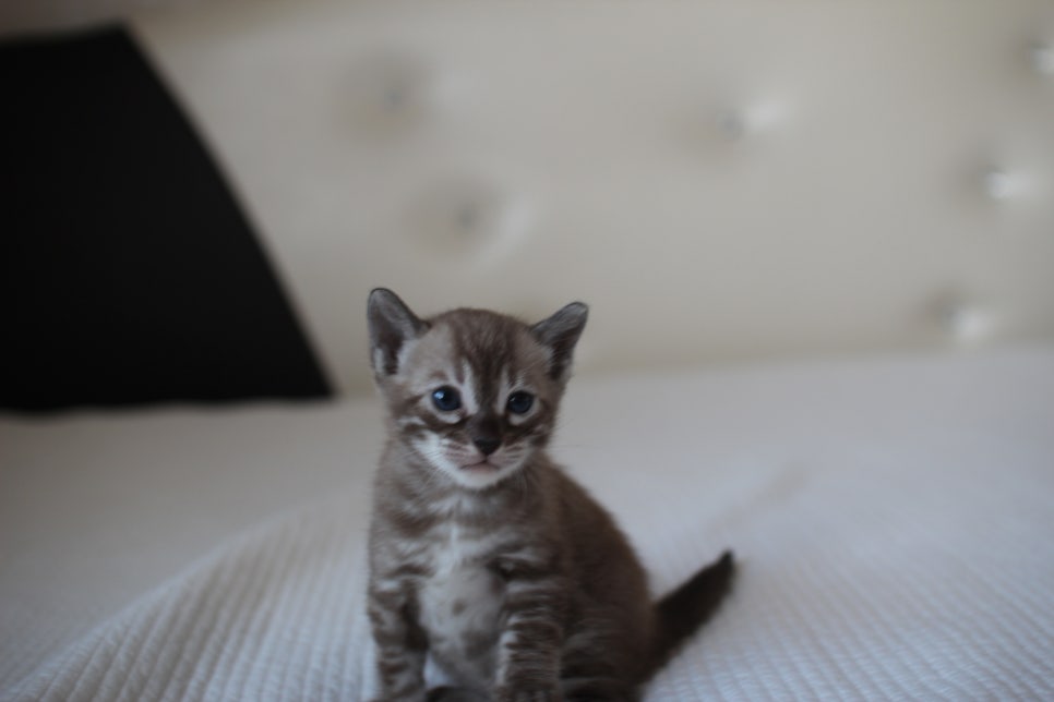 밍크차콜 뱅갈고양이 남아 예약 분양 합니다~ 관련 이미지 2